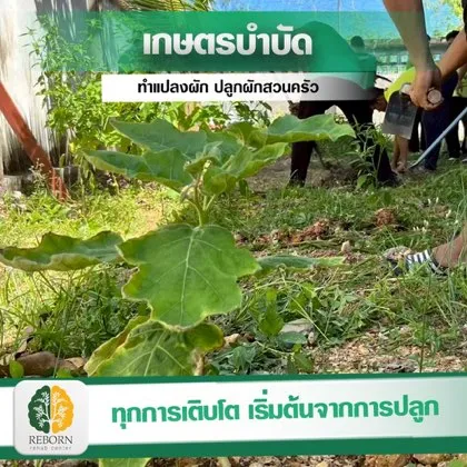 เกษตรบำบัด ปลูกผักสวนครัว